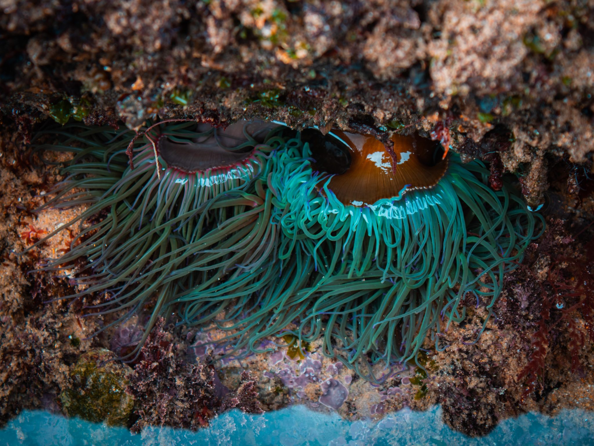 Biodiversidade na praia das Avencas - Jovens Repórteres para o Ambiente