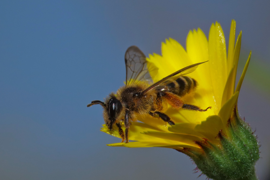 Abelhas – a crise dos insectos polinizadores