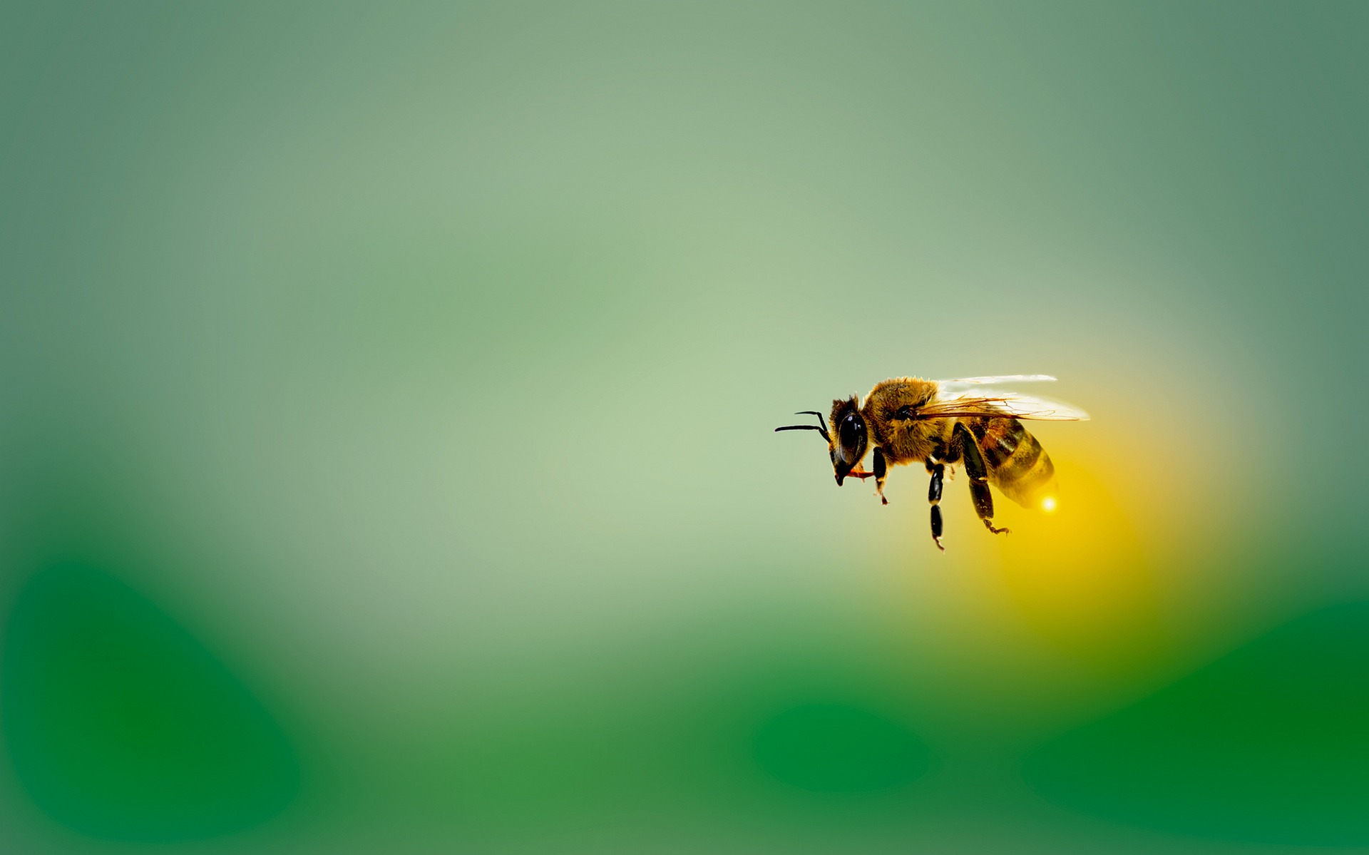“E se …” não existissem abelhas?