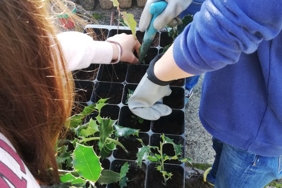 Plantas Autóctones – Experiência na Horta