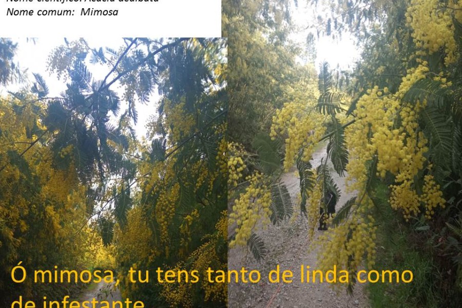 Mimosas em Casal de Mundão: ameaça ou beleza natural?