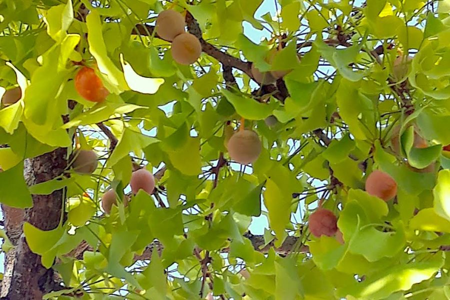 Gingko biloba – Com cautela, a natureza ao serviço da saúde