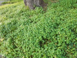  Oxalis pes-caprae Nomes vulgares: azedas trevo amarelo…