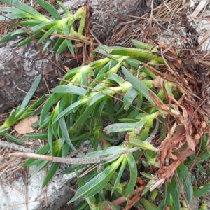 Carpobrotus edulis Chorão das praias