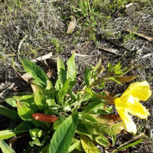  Oenothera glazioviana Nomes vulgares: erva-dos-burros.