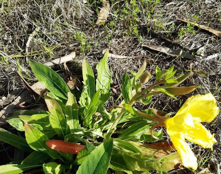 Plantas Invasoras na Escola Secundária Pinhal do Rei