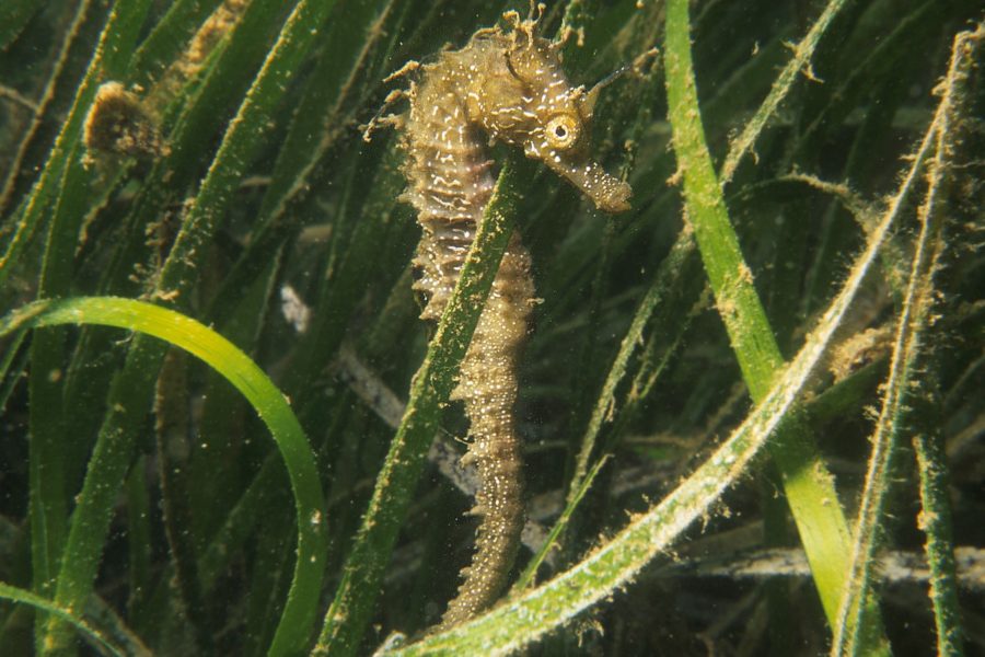 Cavalos-marinhos da Ria Formosa, a luta contra a extinção