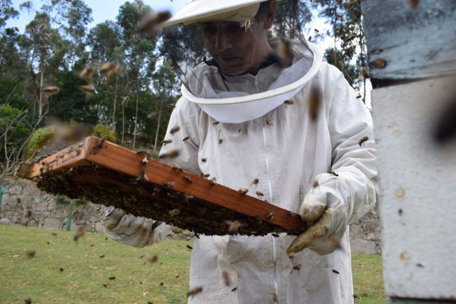 O apicultor escritor