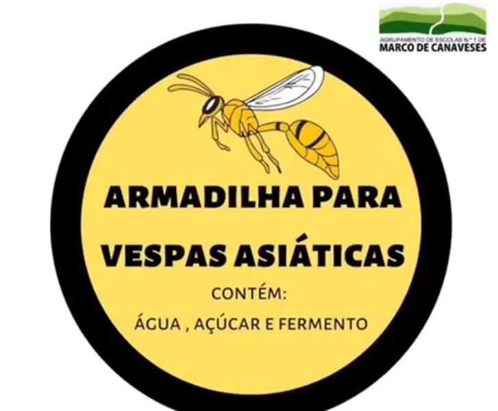 Armadilhas para as Vespas Asiáticas