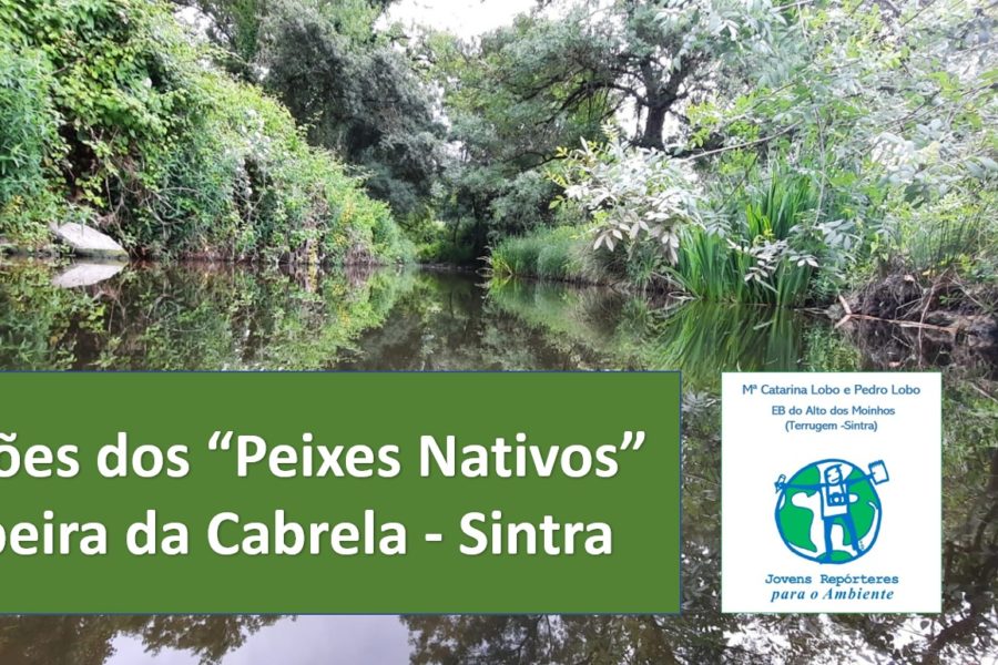 Guardiões dos “Peixes Nativos”  Ribeira da Cabrela – Sintra