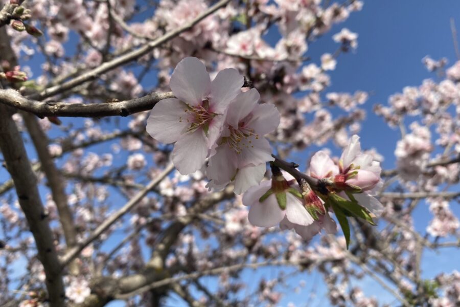 A magia das amendoeiras em flor