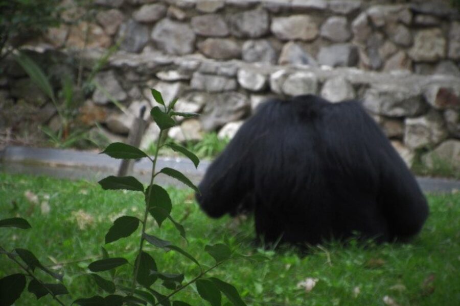 Curiosidades Selvagens do Jardim Zoológico