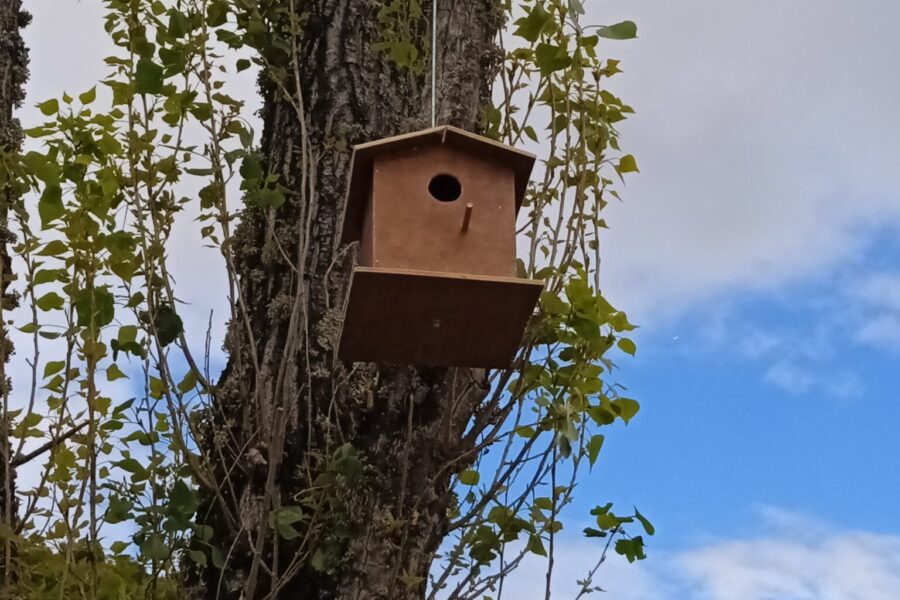 Todos pelas aves: novos comedouros!