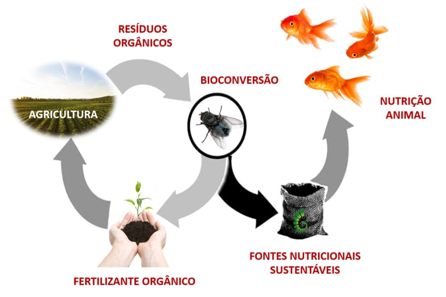 Insetos são recurso para o tratamento de resíduos orgânicos e produção de composto