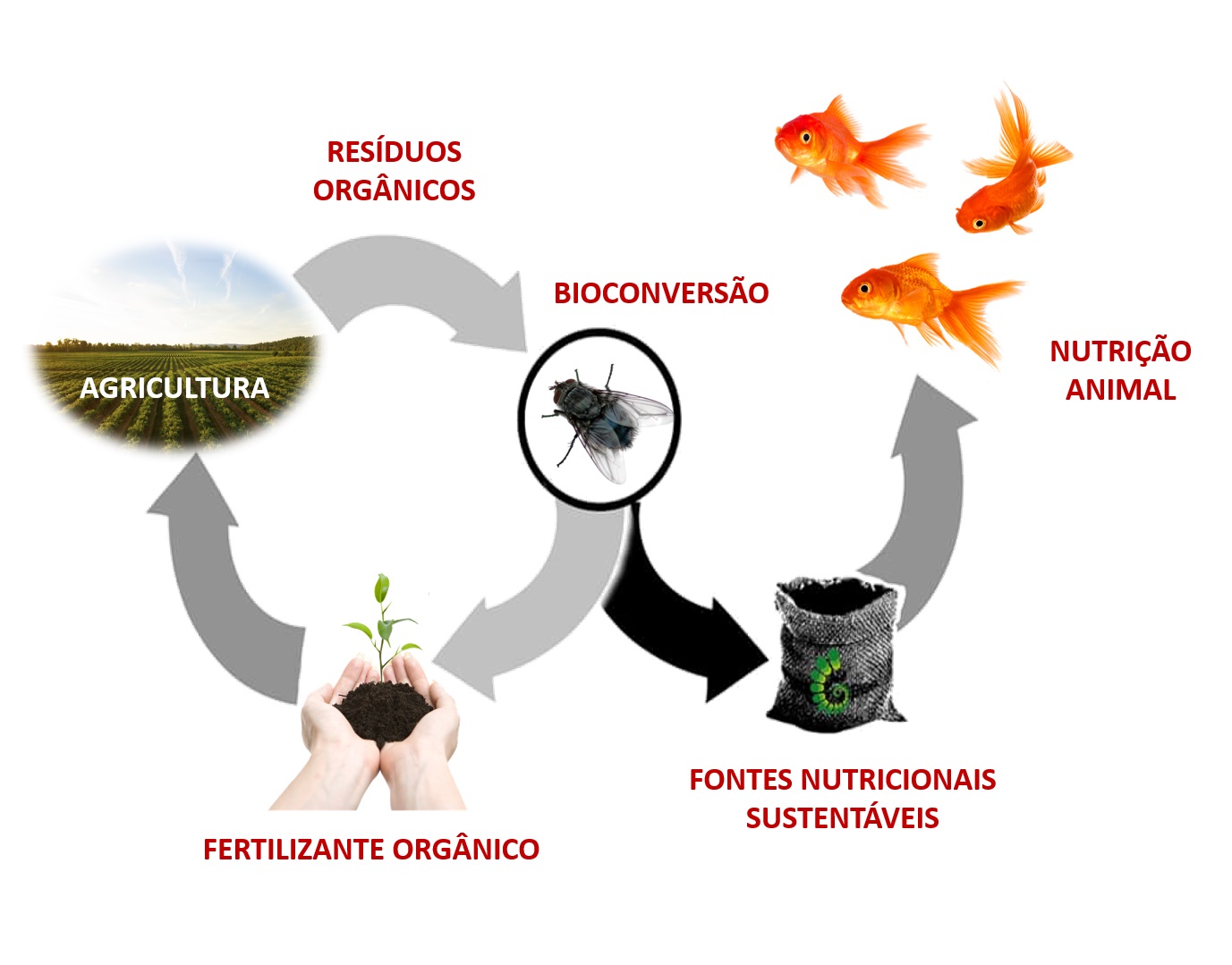 Insetos são recurso para o tratamento de resíduos orgânicos e produção de composto
