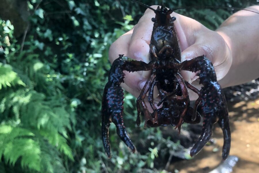 Invasoras uma ameaça à Biodiversidade