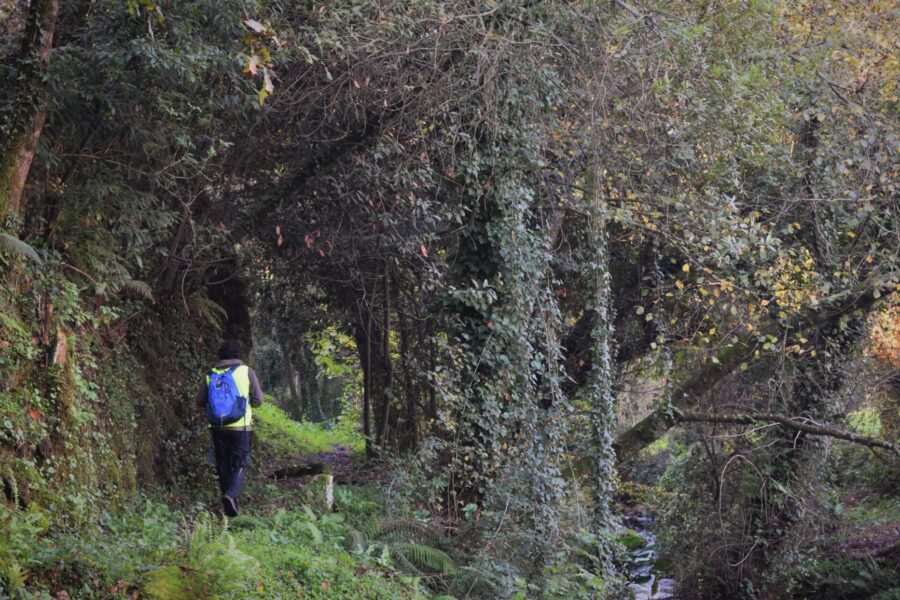 Correntes de Mudança no Parque do Rio Ferreira