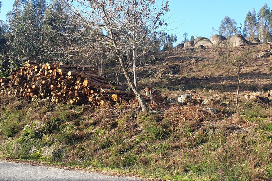 A desflorestação em Vila Nova de Sande: uma realidade