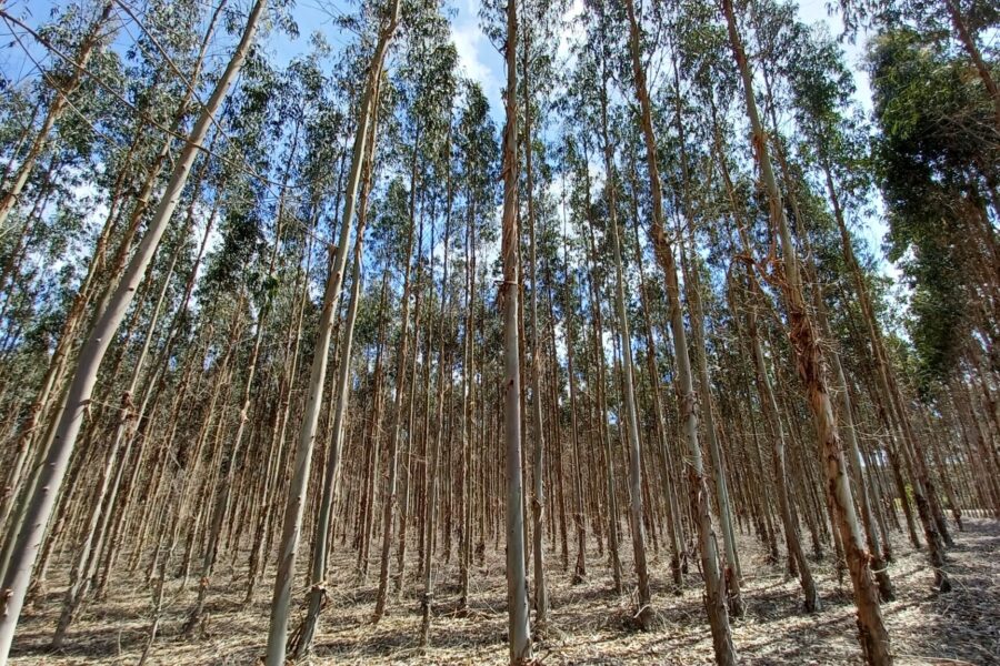 Expansão descontrolada dos eucaliptos em Portugal