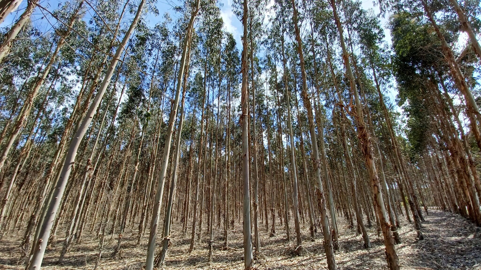 Expansão descontrolada dos eucaliptos em Portugal