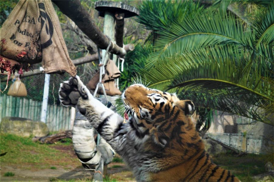 Enriquecimento ambiental e a conservação do Tigre da Sibéria