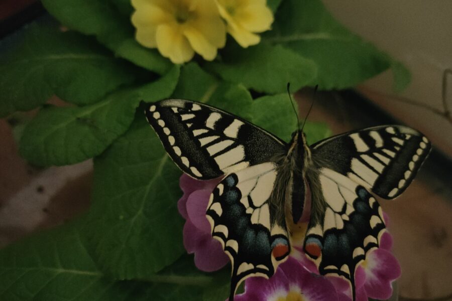 De lagarta a borboleta: um olhar sobre a metamorfose da borboleta cauda-de-andorinha