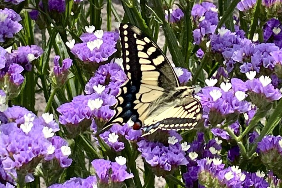 Polinizadores: Borboleta-cauda-de-andorinha – Papilio machaon