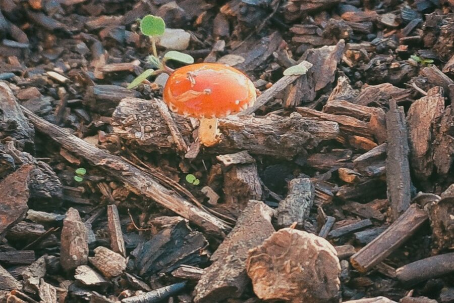 Cogumelos no Bosquete