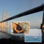 The Effects of Climate Change on Biodiversity in Turkey and Portugal: the case of Tagus Estuary and the Marmara Region