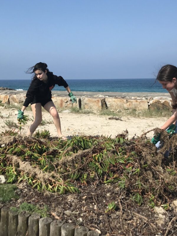 Controlar o chorão-das-praias na praia do Furadouro