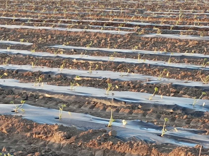 Utilização de plásticos na agricultura