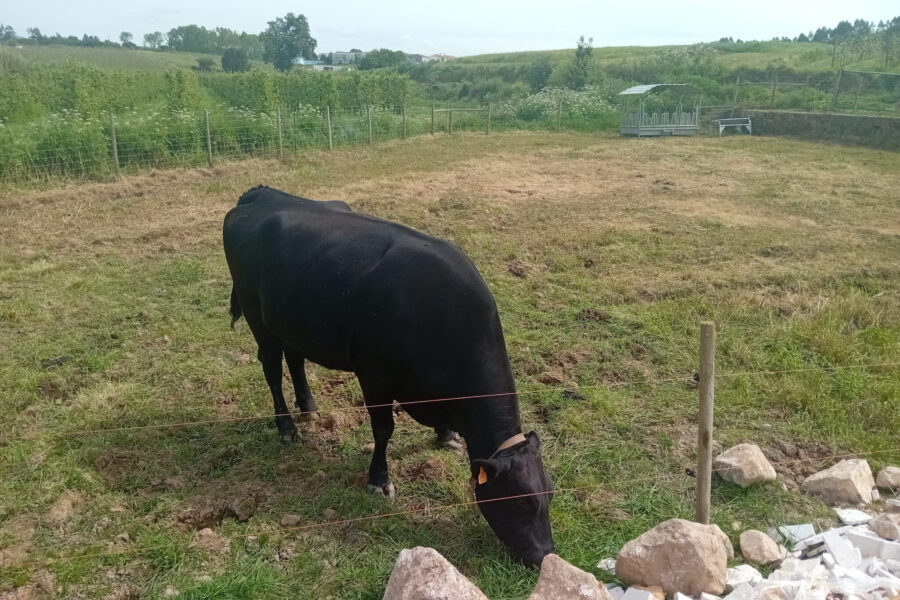 Bem estar animal e sustentabilidade