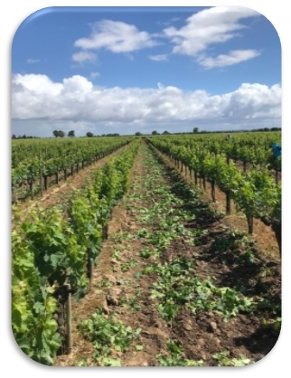 O impacto dos fertilizantes utilizados na cultura da vinha nos ecossistemas aquáticos