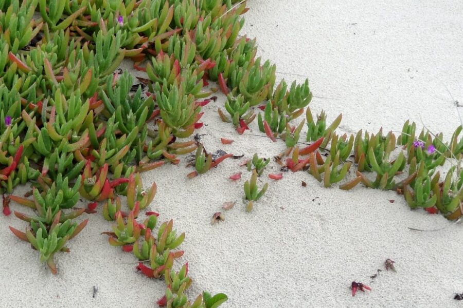 Chorão ameaça espécies no Cabo da Roca