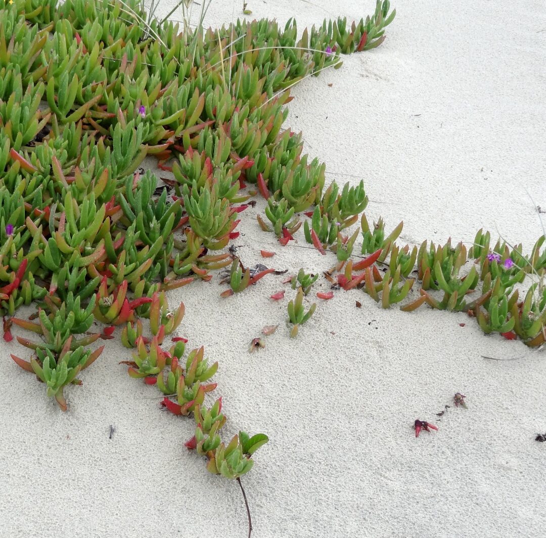 Chorão ameaça espécies no Cabo da Roca