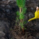 Ação de Reflorestação no Parque Metropolitano da Biodiversidade