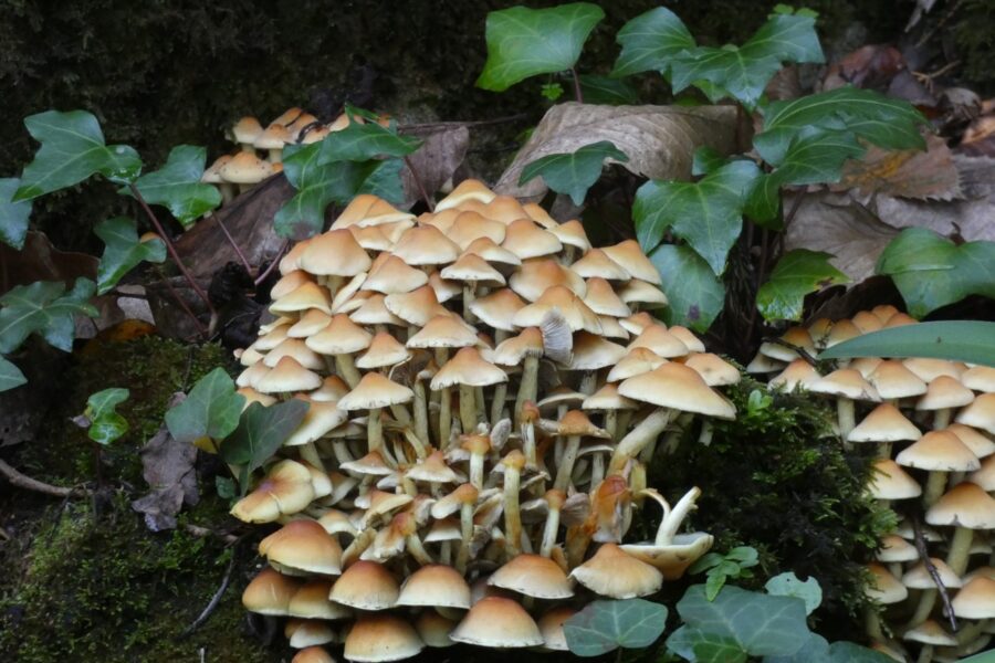 A Biodiversidade na Quinta da Regaleira