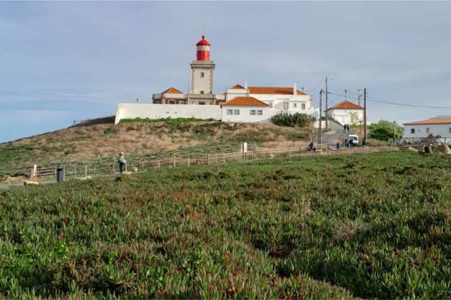 Chorão, a espécie invasora