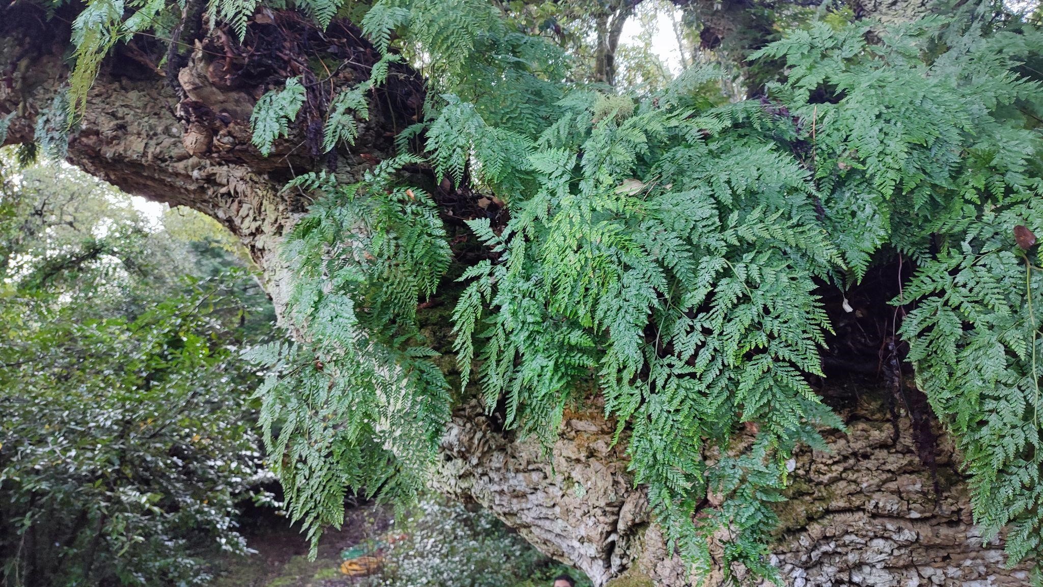 Sobreiro de Monserrate abriga ecossistema especial