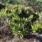 O impacto do chorão da praia na biodiversidade