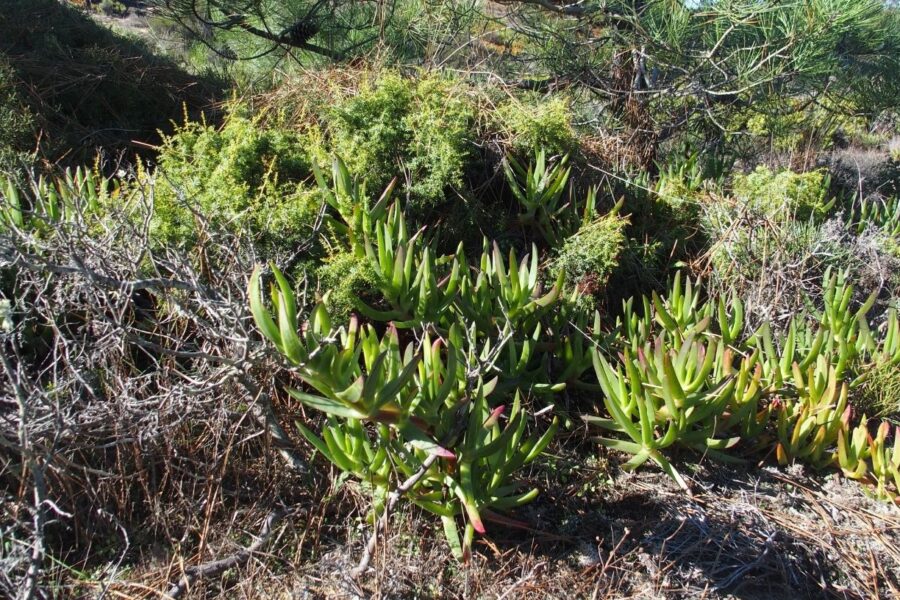 O impacto do chorão da praia na biodiversidade