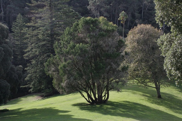 Parque e Palácio de Monserrate: Um tesouro de Biodiversidade e História em Sintra