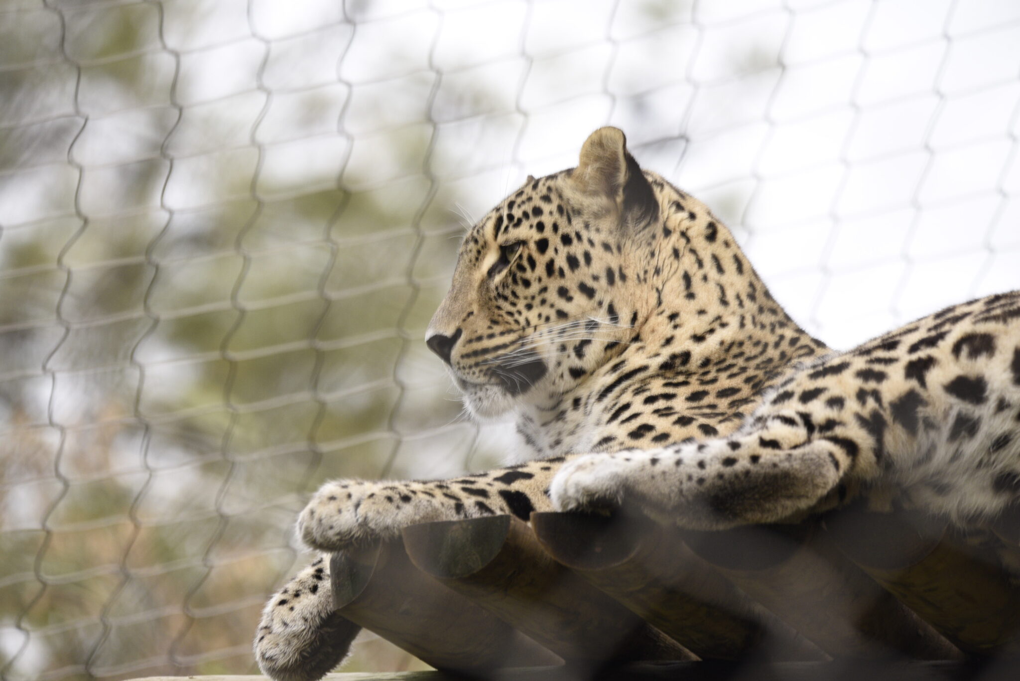 Leopardo-da-Pérsia volta a casa 