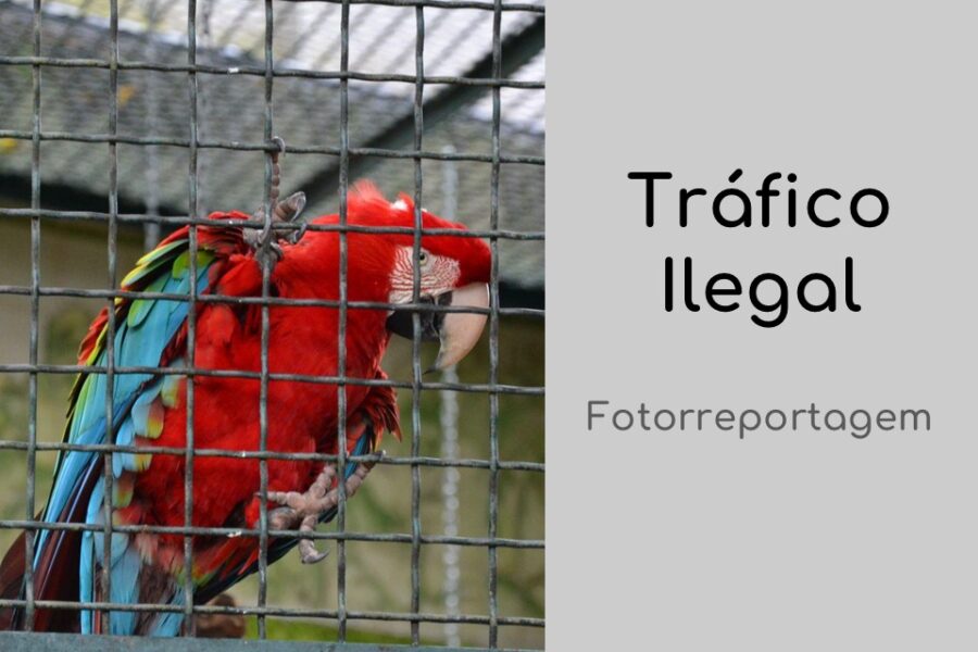 Tráfico Ilegal