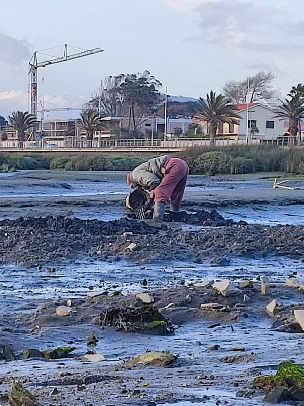 A riqueza da tradição da apanha do “Cagão”
