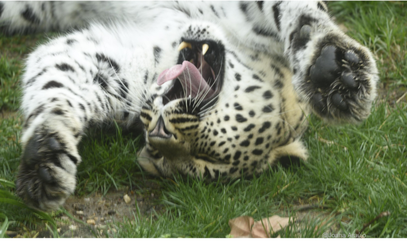 Leopardo-da-Pérsia volta a casa