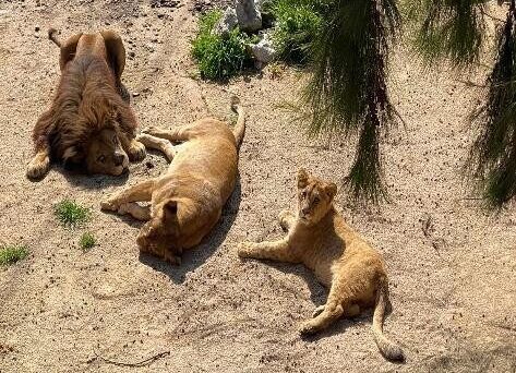 Existem menos animais no Jardim Zoológico?