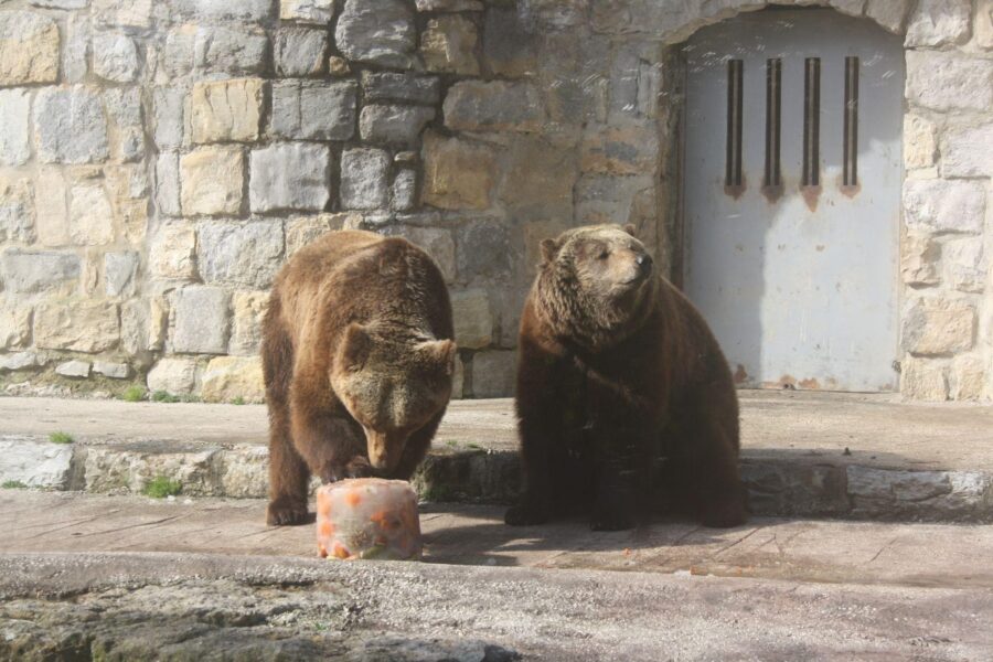 Alimentação no Jardim Zoológico de Lisboa: não só pela nutrição, mas por uma experiência de enriquecimento