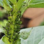 Fava em alerta