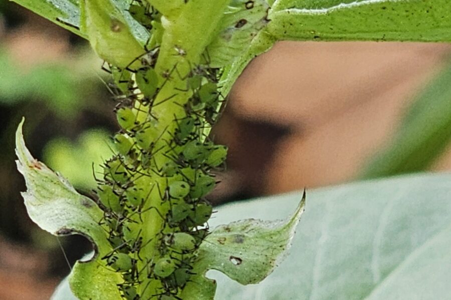 Fava em alerta